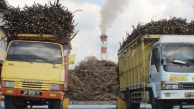 Perjuangan Petani Tebu Blora Belum Usai, 70 Ribu Ton Tebu Tak Terserap Pabrik Gula GMM