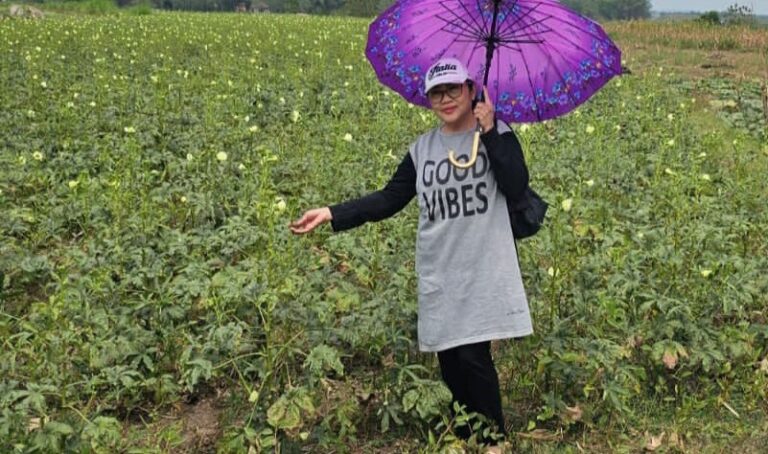 Budidaya Okra di Jepon Blora Kian Diminati, Buka Harapan Baru bagi Petani